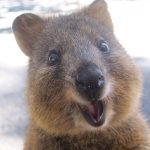 A Closer Look at Quokka, The Happiest Animal on Earth